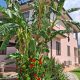 Apartments Mazzei (Campo nell'Elba)