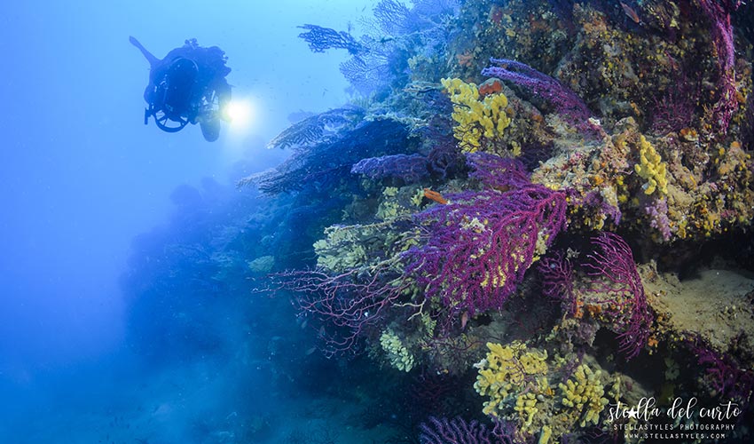 Diving Bolle d'Azoto, Elba