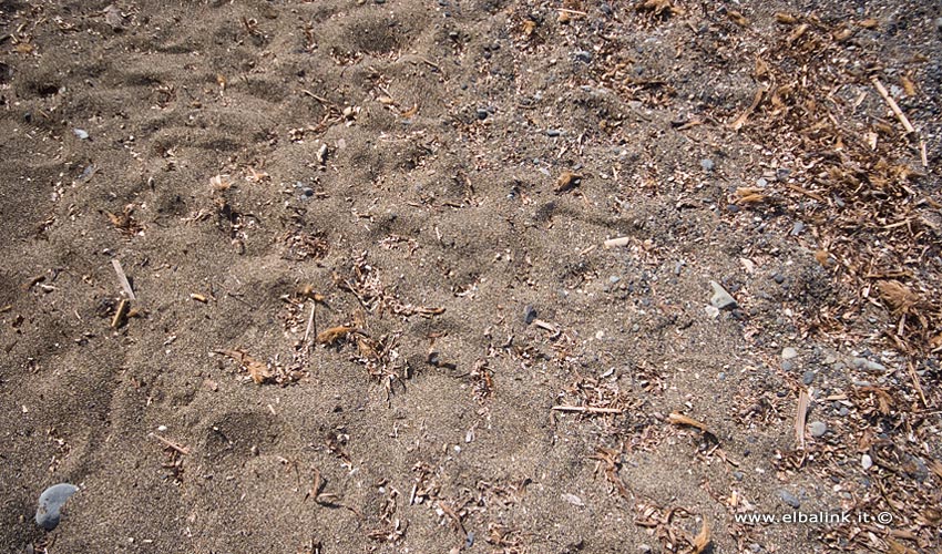 Spiaggia di Norsi, Elba
